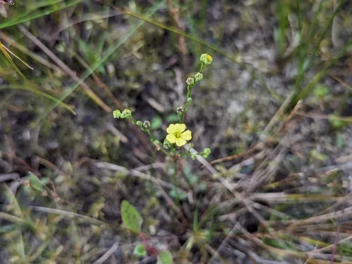 Stiff Yellow Flax