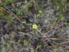 Stiff Yellow Flax thumbnail 1