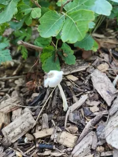 Bolbitius variicolor thumbnail 2