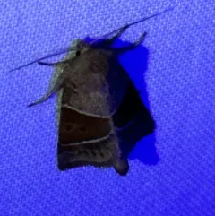 Fingered Lemmeria Moth thumbnail 3