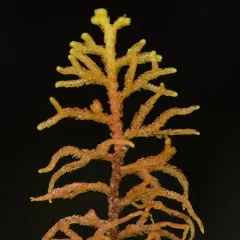 Woods' Whipwort thumbnail 3