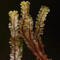 Macrodiplophyllum rubrum thumbnail 2