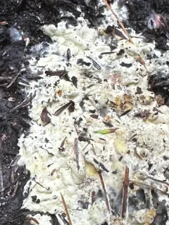 Trichoderma citrinum thumbnail 4