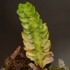 Apotreubia nana thumbnail 3