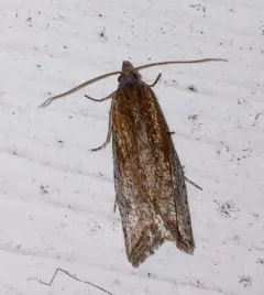 Eucosma kokana thumbnail 3