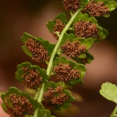 green spleenwort thumbnail 3