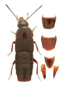 Gymnusa grandiceps thumbnail 2