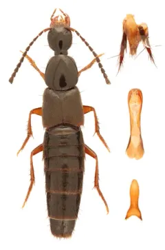 Philonthus lomatus thumbnail 2