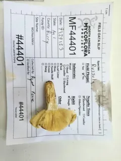 Russula fucosa thumbnail 1