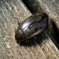 Vertical Diving Beetle thumbnail 4