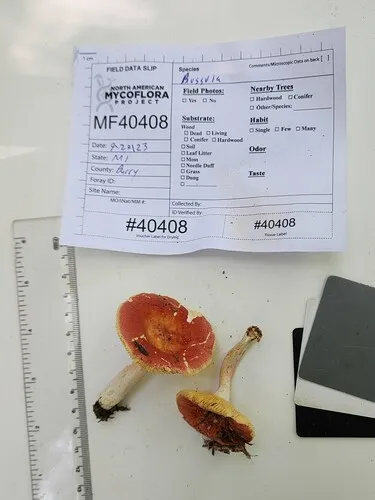 Russula avellaneiceps