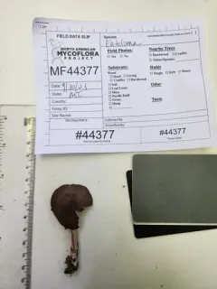 Entoloma canadense thumbnail 2