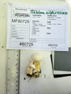 Tricholoma sulphurescens thumbnail 4