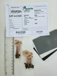 Mycena pearsoniana thumbnail 2
