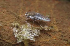 Brachydeutera argentata thumbnail 2