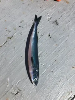 Sablefish thumbnail 2