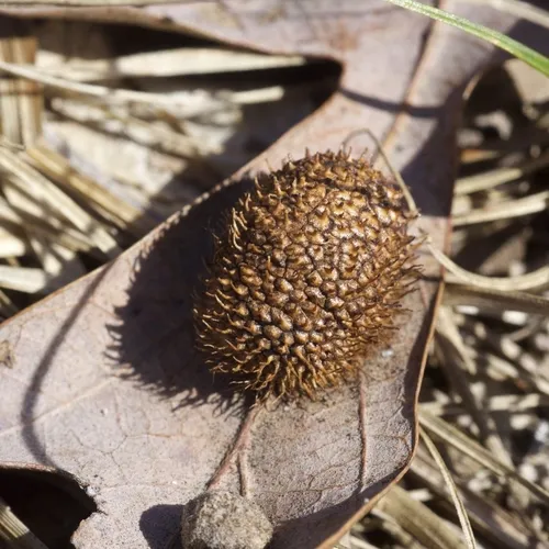 Hedgehog Gall Wasp