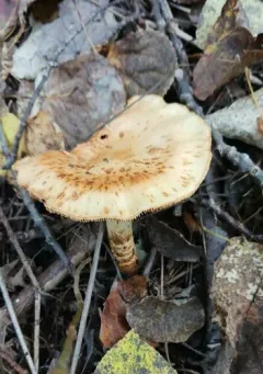 Cortinarius absarokensis thumbnail 4