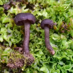 Sarcoleotia globosa thumbnail 4