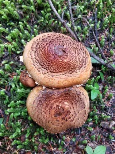 Tricholoma badicephalum