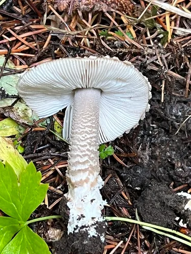 Fragile Amanita