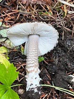 Fragile Amanita thumbnail 1