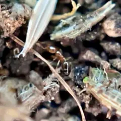 Common American Thief Ant thumbnail 2