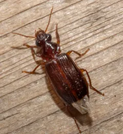 Plochionus timidus thumbnail 4