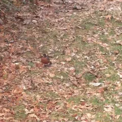 American Robin thumbnail 3