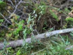 Purple False Oats thumbnail 3