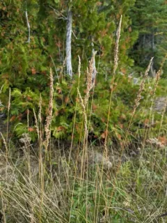 Northern Reedgrass thumbnail 4
