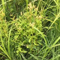 ditch stonecrop thumbnail 4