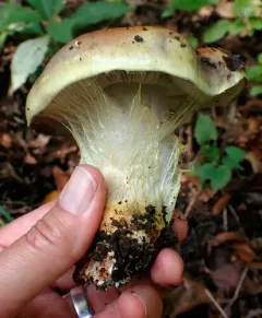 Atkinson's Fungus thumbnail 3