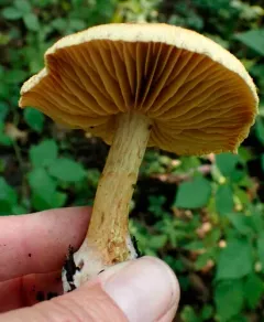 Cortinarius distans thumbnail 3