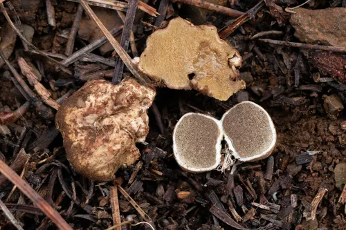 Rhizopogon arctostaphyli