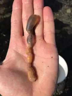 Chiridota laevis thumbnail 2
