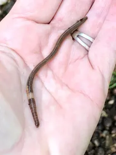 Compact Jumping Worm thumbnail 3
