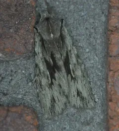 Cedar Pinion thumbnail 2