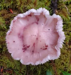 blotched woodwax thumbnail 2