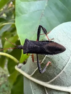 Magnolia Leaf-footed Bug thumbnail 3