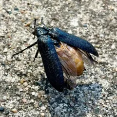 Cedar Beetle thumbnail 4