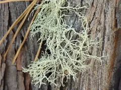 Spiny Witch's Hair thumbnail 4