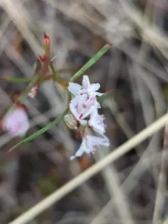 wiry knotweed thumbnail 4