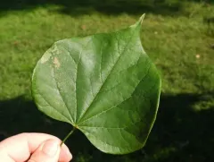 Redbud Leaffolder Moth thumbnail 3