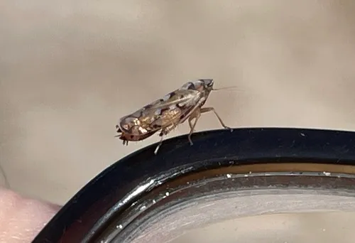 Scaphoideus opalinus