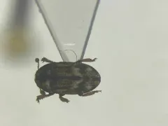 Hylesinus criddlei thumbnail 1