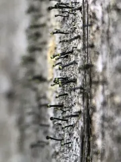 Yellow Collar Stubble Lichen thumbnail 3