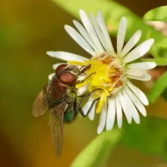 Blue-green Bottle Fly thumbnail 4