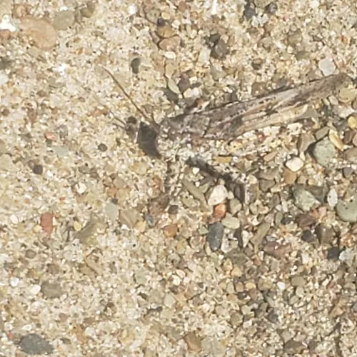 Seaside Grasshopper