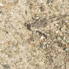 Seaside Grasshopper thumbnail 1